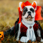 dog in a costume