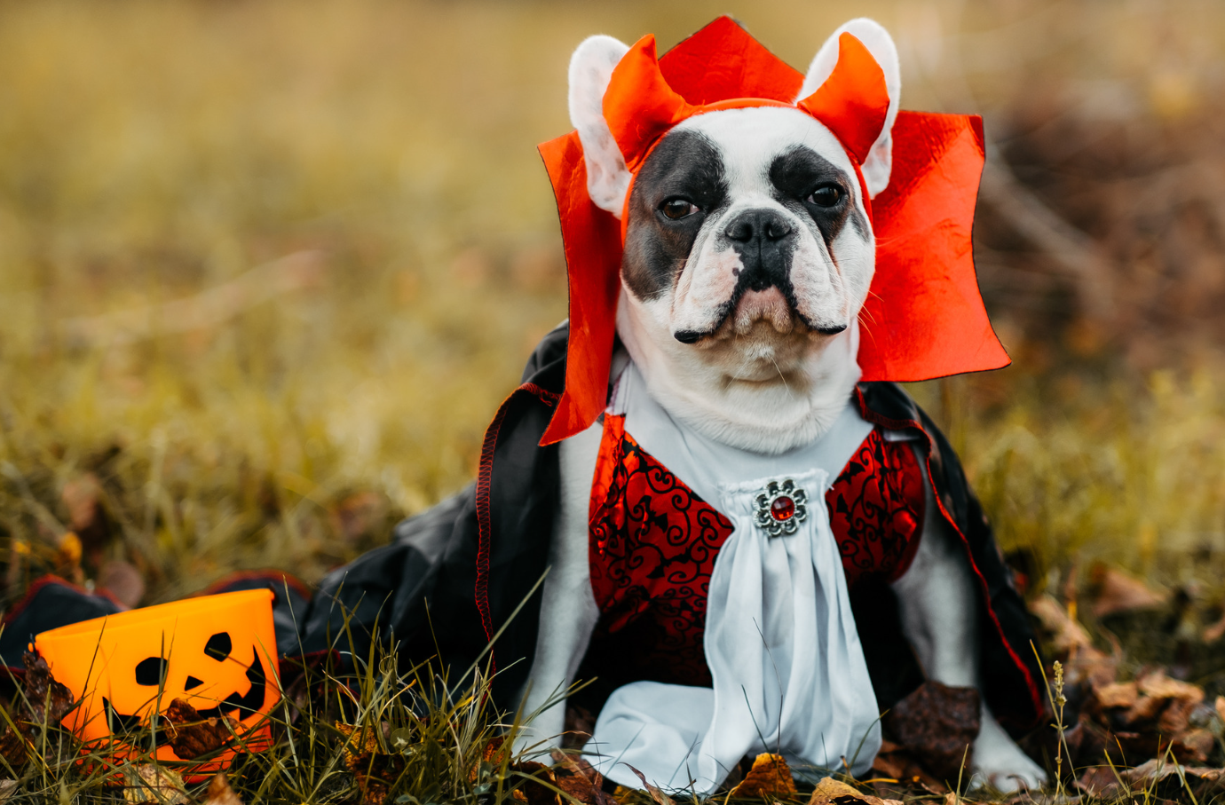 dog in a costume